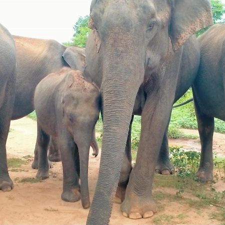 Share Safari Family Bungalow Udawalawe Kültér fotó