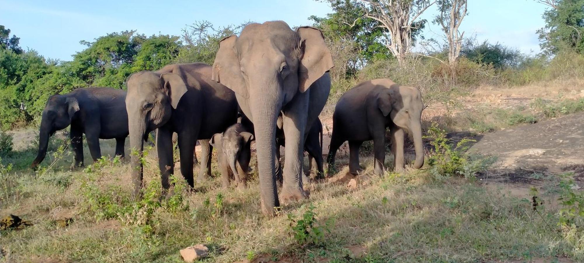 Share Safari Family Bungalow Udawalawe Kültér fotó